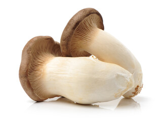 King oyster mushroom Pleurotus eryngii on white background 
