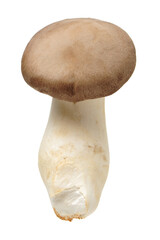 King oyster mushroom Pleurotus eryngii on white background 