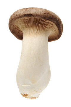 King oyster mushroom Pleurotus eryngii on white background 