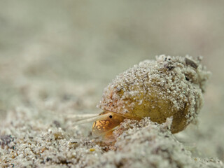 Lister's river snail, Spitze Sumpfdeckelschnecke (Viviparus contectus)