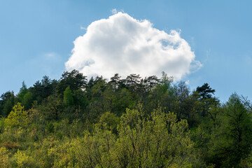 Mixed forest against the sky.