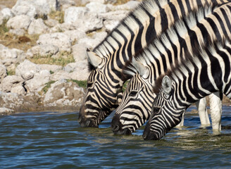 Fototapeta na wymiar Zebras Drinking Water 