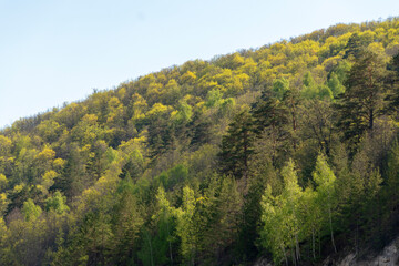 Mixed forest against the sky.