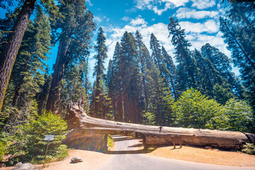 The beautiful tunnel tree called Tunnel Log in Sequoia National Park where multiple cars pass every day, California. United States