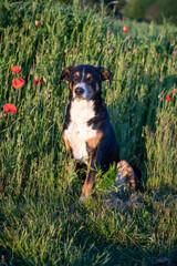 Naklejka na ściany i meble Dog in the fresh poppies field - Appenzeller Sennenhund