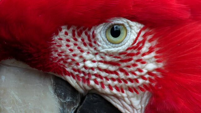 Extreme Close Up Head Shot of an Ara Chloropterus Blinking His Eyes