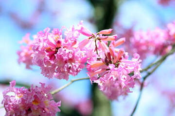 pink cherry blossom