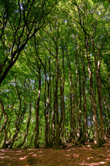 beech trees in the summertime in the Rold Skov forest in northern Denmark - obrazy, fototapety, plakaty
