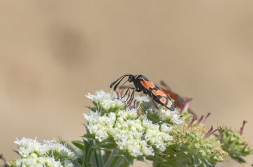 Specimen of butterfly Zygaena Filipendulae in the foreground above a flower