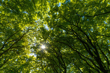 lush green canopy of beech trees with a sun star and rays of sunlight peeking through