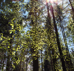 Schönes Bruckmühl: Waldspaziergang im Frühling