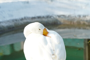 white geese is resting and grooming
