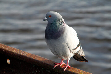 Taube, Stadttaube, Wildtaube, Vegesack, HS Bremen, Deutschland, Europa   -- 
Pigeon, City pigeon, Wild pigeon, Vegesack, HS Bremen, Germany, Europe