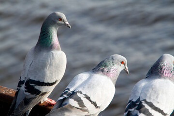 Taube, Stadttaube, Wildtaube, Vegesack, HS Bremen, Deutschland, Europa   -- 
Pigeon, City pigeon, Wild pigeon, Vegesack, HS Bremen, Germany, Europe