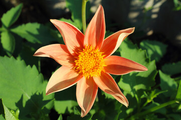 Beautiful red dahlia flower. Close-up. Top view. Background. Texture. Scenery.