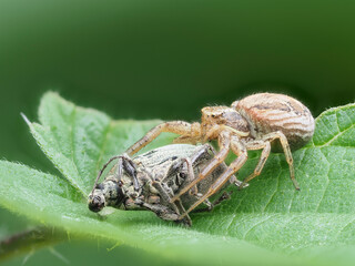 Veränderliche Krabbenspinne erbeutet Brennnessel-Grünrüssler