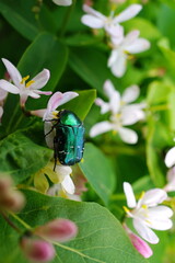 Agricultural pest a green bug chafer (Cetonia aurata) sits on a flowers. Insect on plant in garden pollinating vegetation.
