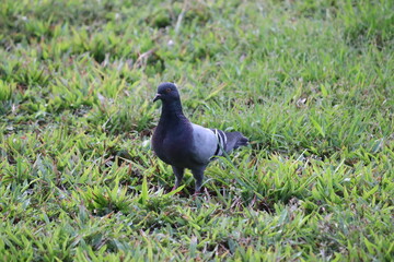 Pigeons walking around on tall grass