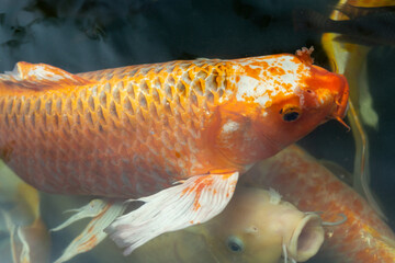 Fancy carp swimming in a pond. Fancy Carps Fish or Koi Swim in Pond, Movement of Swimming and Space.