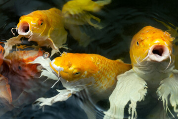 Fancy carp swimming in a pond. Fancy Carps Fish or Koi Swim in Pond, Movement of Swimming and Space.