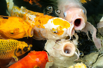 Fancy carp swimming in a pond. Fancy Carps Fish or Koi Swim in Pond, Movement of Swimming and Space.