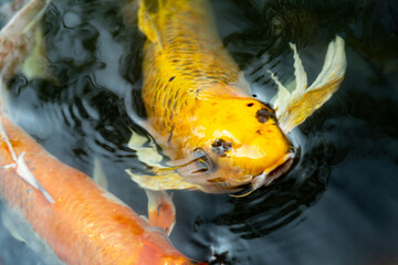 Fancy carp swimming in a pond. Fancy Carps Fish or Koi Swim in Pond, Movement of Swimming and Space.