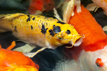 Fancy carp swimming in a pond. Fancy Carps Fish or Koi Swim in Pond, Movement of Swimming and Space.