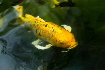 Fancy carp swimming in a pond. Fancy Carps Fish or Koi Swim in Pond, Movement of Swimming and Space.