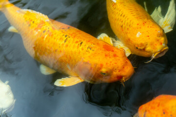 Fancy carp swimming in a pond. Fancy Carps Fish or Koi Swim in Pond, Movement of Swimming and Space.