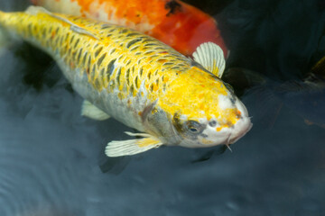 Fancy carp swimming in a pond. Fancy Carps Fish or Koi Swim in Pond, Movement of Swimming and Space.