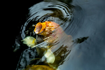 Fancy carp swimming in a pond. Fancy Carps Fish or Koi Swim in Pond, Movement of Swimming and Space.