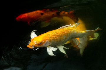 Fancy carp swimming in a pond. Fancy Carps Fish or Koi Swim in Pond, Movement of Swimming and Space.