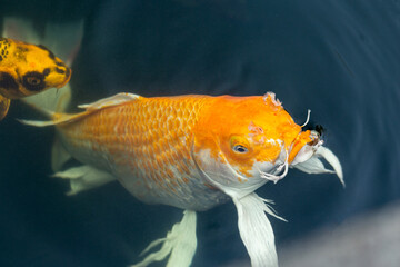 Fancy carp swimming in a pond. Fancy Carps Fish or Koi Swim in Pond, Movement of Swimming and Space.