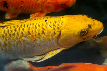 Fancy carp swimming in a pond. Fancy Carps Fish or Koi Swim in Pond, Movement of Swimming and Space.