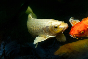 Fancy carp swimming in a pond. Fancy Carps Fish or Koi Swim in Pond, Movement of Swimming and Space.