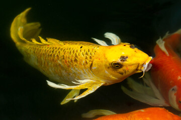 Fancy carp swimming in a pond. Fancy Carps Fish or Koi Swim in Pond, Movement of Swimming and Space.