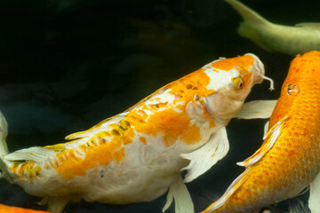 Fancy carp swimming in a pond. Fancy Carps Fish or Koi Swim in Pond, Movement of Swimming and Space.