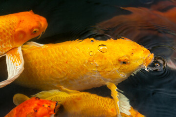Fancy carp swimming in a pond. Fancy Carps Fish or Koi Swim in Pond, Movement of Swimming and Space.