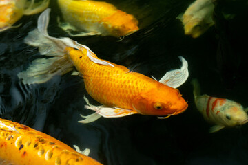 Fancy carp swimming in a pond. Fancy Carps Fish or Koi Swim in Pond, Movement of Swimming and Space.