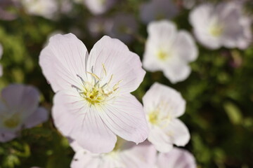 Fototapeta premium Pale pink flower of Oenothera stemless close-up