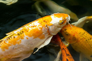 Fancy carp swimming in a pond. Fancy Carps Fish or Koi Swim in Pond, Movement of Swimming and Space.