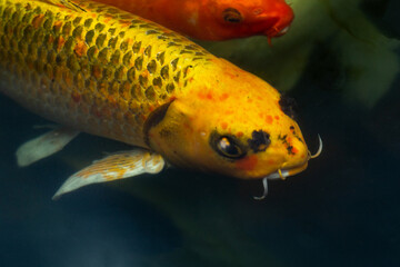 Fancy carp swimming in a pond. Fancy Carps Fish or Koi Swim in Pond, Movement of Swimming and Space.