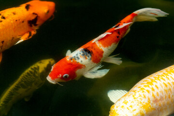 Fancy carp swimming in a pond. Fancy Carps Fish or Koi Swim in Pond, Movement of Swimming and Space.