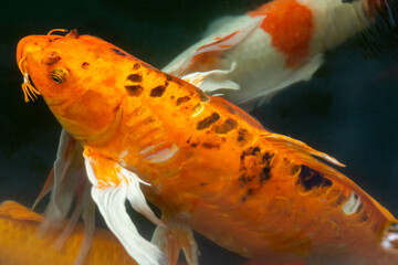 Fancy carp swimming in a pond. Fancy Carps Fish or Koi Swim in Pond, Movement of Swimming and Space.