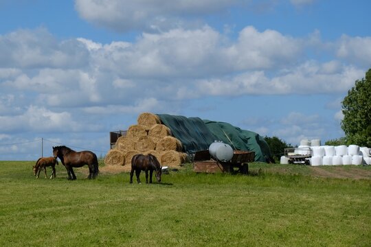 Beautiful rural landscape with grazing brown horses on green meadow and stacked hay bales in the background.