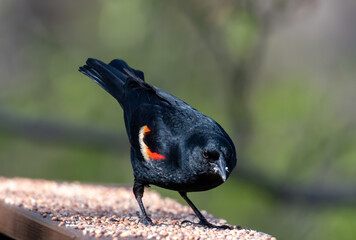 Red-wing blackbird enjoying a seed snack