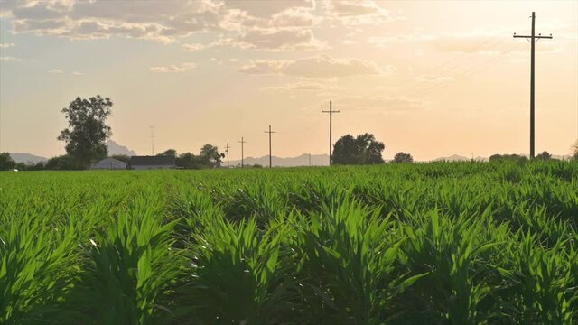Scenic View Of Corn Field During Sunset In Marana, Suburb Of Tucson, Arizona - panning shot