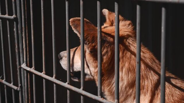 Footage of dogs in asylum cage. homeless dogs in a cage in animal shelter. Abandoned animal in captivity.
