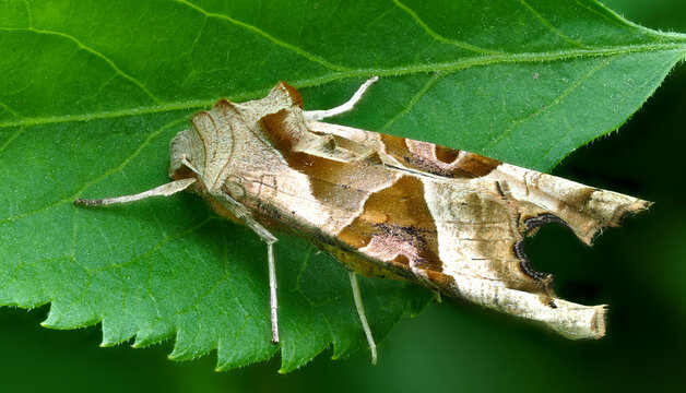 Achateule (Phlogophora meticulosa)