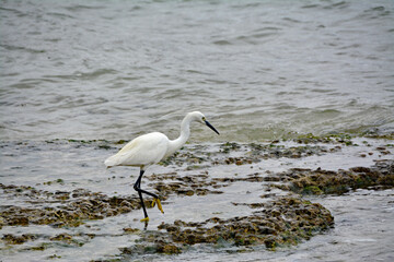 Silberreiher an der K&uuml;ste bei der Futtersuche